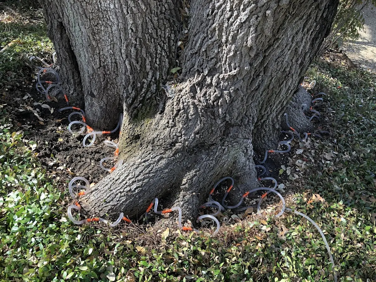 Detailed Tree Cabling and Bracing job site in Sweetser